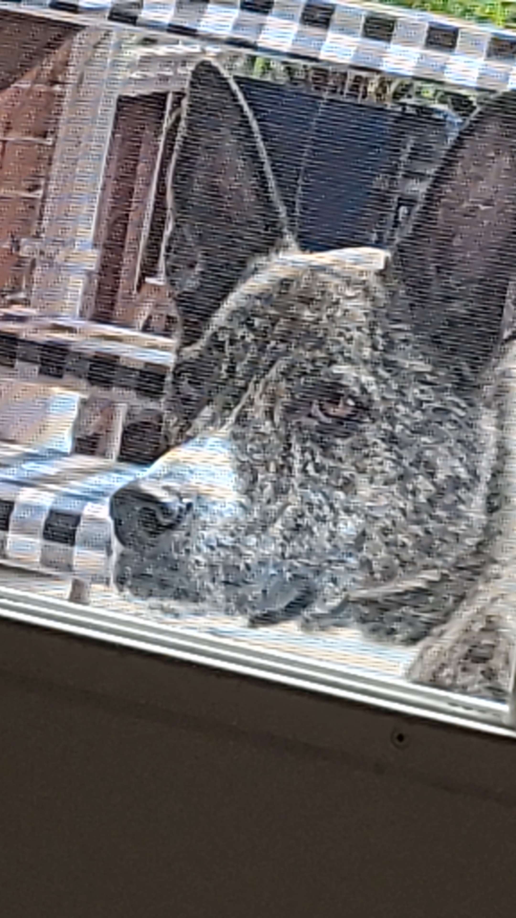 Shoeless Mage Games' Logo, if we had one. Instead is an image of my puppy!